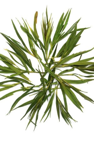 Bamboo Leaf Tea - Pure Silica Rich Bamboo Tea