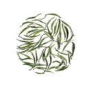 Zhu Ye Qing Green Tea "Bamboo Leaf Green", Ming Qian